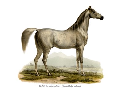 Arabian Horse by German School